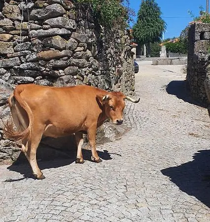 Casa Fina Tatil Evi São Pedro do Sul